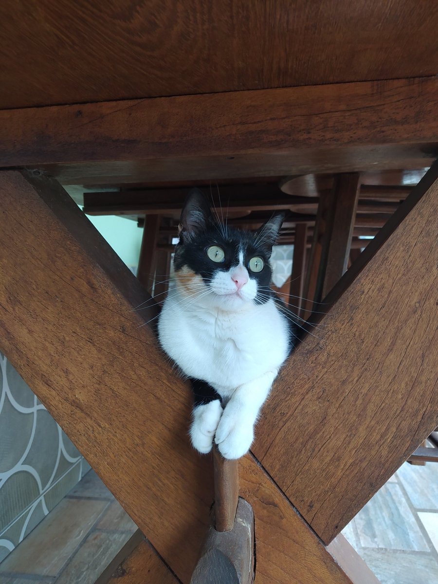 MininiMn's tweet photo. Olha minha gata que coisinha mais linda, melhor coisa que já me aconteceu. Toda vez que eu tirar uma foto dela eu vou colocar aqui. https://t.co/NwXq9HSM4K