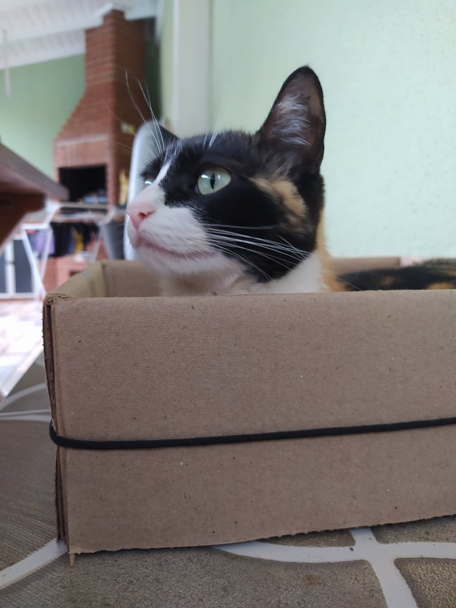 MininiMn's tweet photo. Olha minha gata que coisinha mais linda, melhor coisa que já me aconteceu. Toda vez que eu tirar uma foto dela eu vou colocar aqui. https://t.co/NwXq9HSM4K