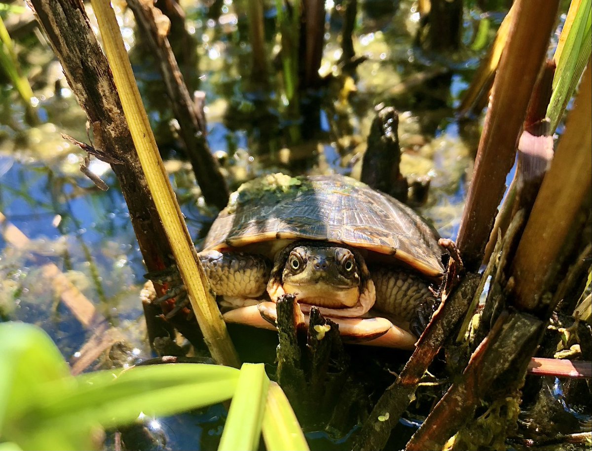 Are you or anyone you know looking for a summer job working with the cutest turtle ever?  We are hiring again for summer of 2022!  #Turtles #ConservationJobs #FieldWork #Herpetology 

wfscjobs.tamu.edu/jobs/il-blandi…