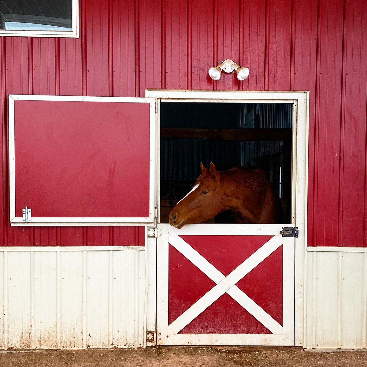 All checked in for a few days of TLC from our favorite vets. ♥️Hoping for a quick recovery for my baby Franklin.