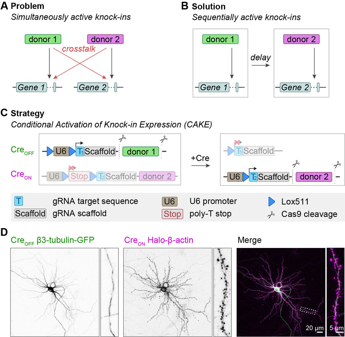 WJDroogers's tweet photo. New preprint from our lab @hdmacgillavry ! Also my first preprint and first-author paper! Multiplex labeling and manipulation of endogenous neuronal proteins using sequential CRISPR/Cas9 gene editing https://t.co/GK49tgpuqV Many thanks to Artur de Jong and @Jelmerwillems Thread⬇️ https://t.co/GTIHW0ilXD
