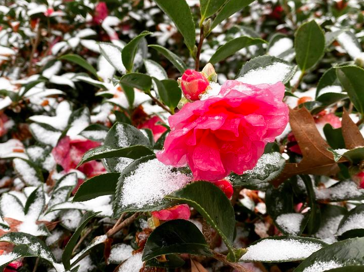 OleMissIntl's tweet photo. University offices started working again with snow on the ground😍🥶 What a way to start the new year! #snowinthesouth #snow #winterwonderland #olemiss #umisss #beautiful #oxfordms #mississippi #happynewyear https://t.co/7CLd769477