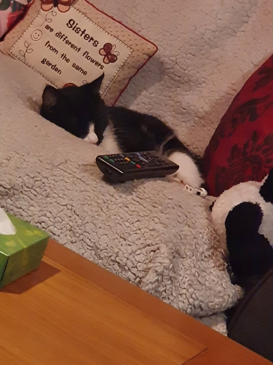 BitchinBoho's tweet photo. This is the cat from this mornings visits brother. I think I have finally been adopted. #NotMyCat #CatsLife #IWasChosen 💜🐈😻🐈‍⬛😺🐱😸 https://t.co/SzBHrEUphF
