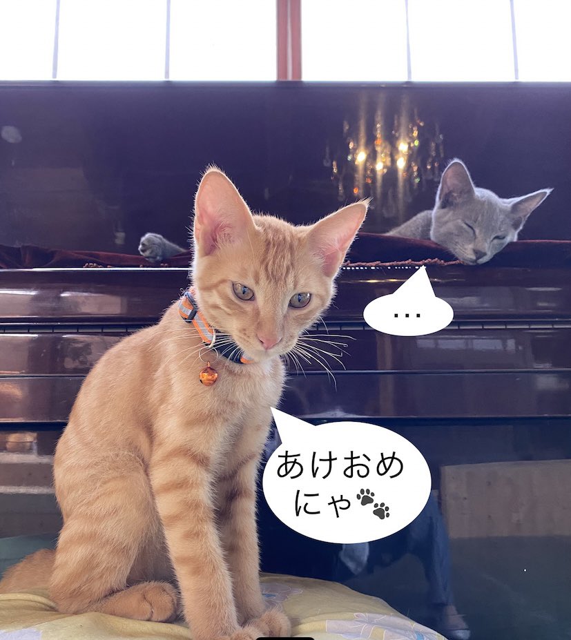 かんばんねこものがたり カフェ編 とらくん 1