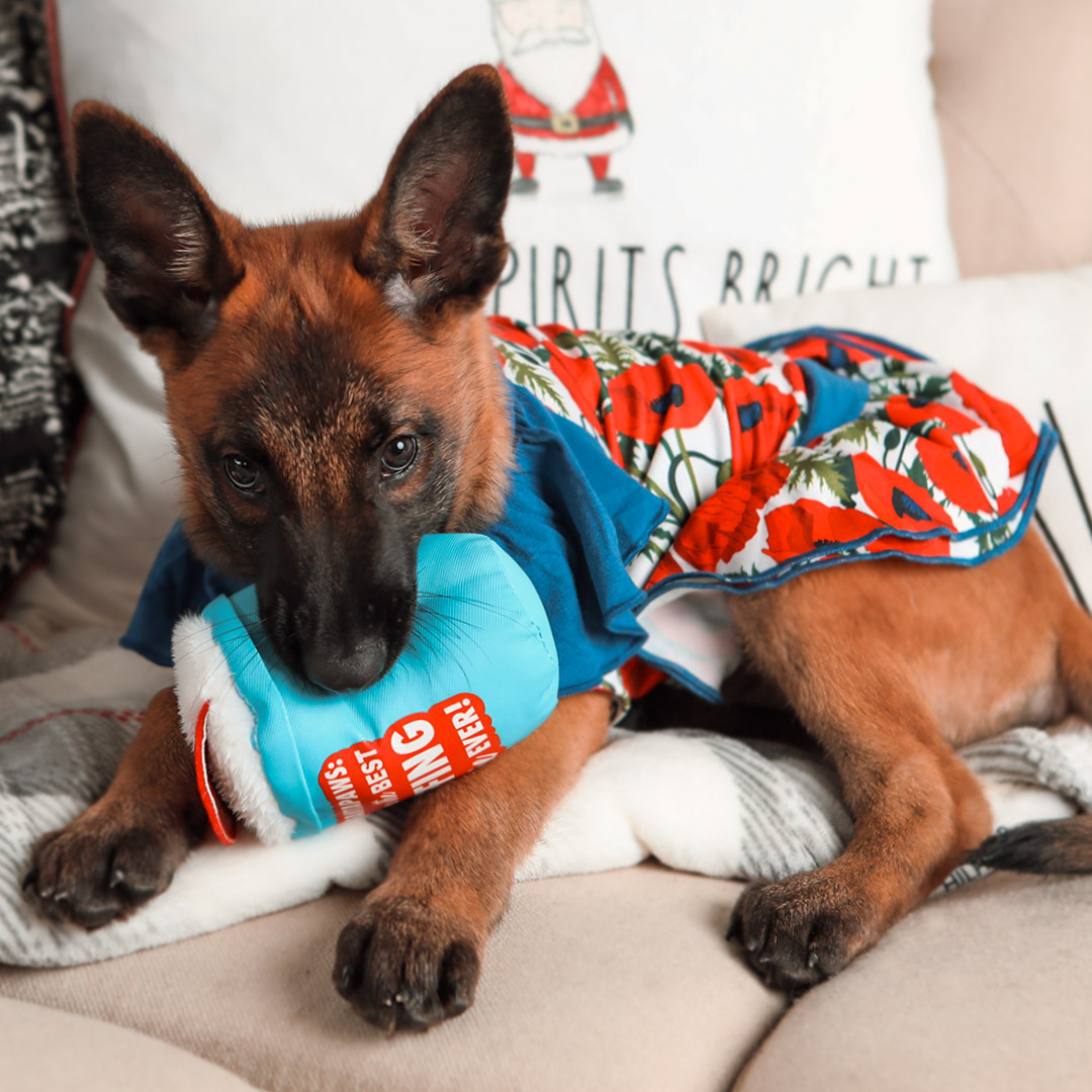 ToyDoggiePR's tweet photo. Happy New Year! How is your first Monday of 2022 going so far? ๐ถ๐ฅ๐ฅณ
#DogsofTwittter #firstmondayof2022 https://t.co/kjPJDceX0C