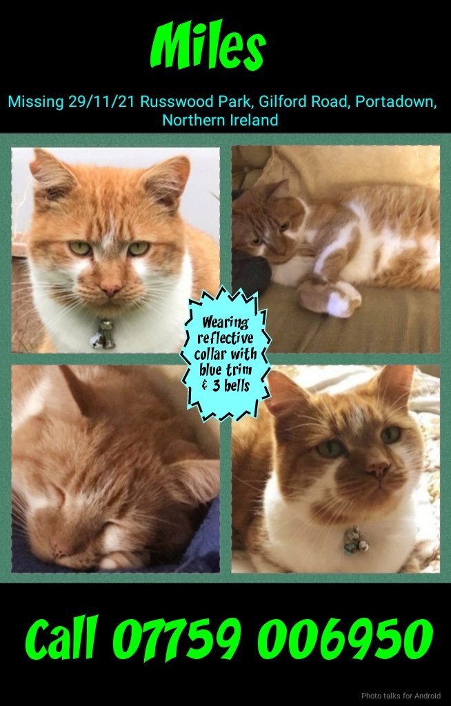 AlanDaffern's tweet photo. #FindMiles
Male #GingerandWhitecat
#Missing #Rushwoodpark #Portadown #NorthernIreland https://t.co/ejfYMZzHVs