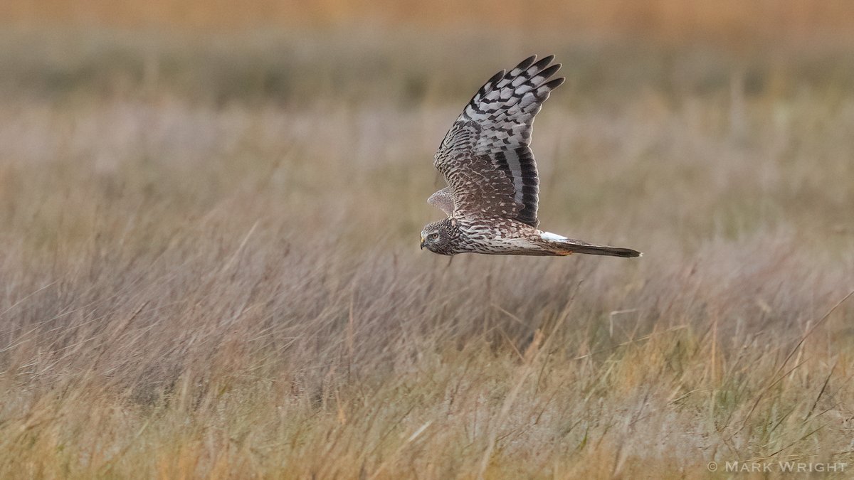 Ringtail Hen Harrier
Slepe Moor, Poole Harbour, Dorset
<a href="/harbourbirds/">Birds of Poole Harbour</a>