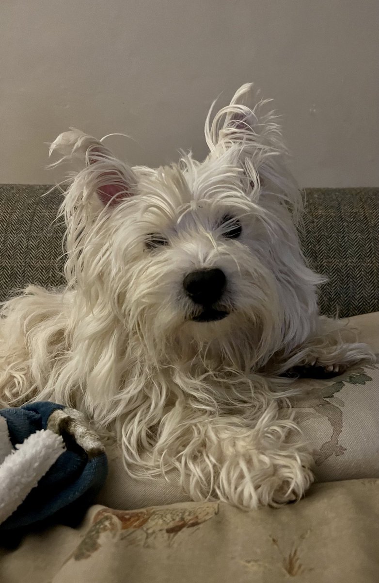 SamRaincock's tweet photo. Today he has mainly pestered me for cuddles and food. He is such a lovely boy but Twitter, just be glad you do not have smellavision! #westie #pooooey https://t.co/JP2AGpxAyr
