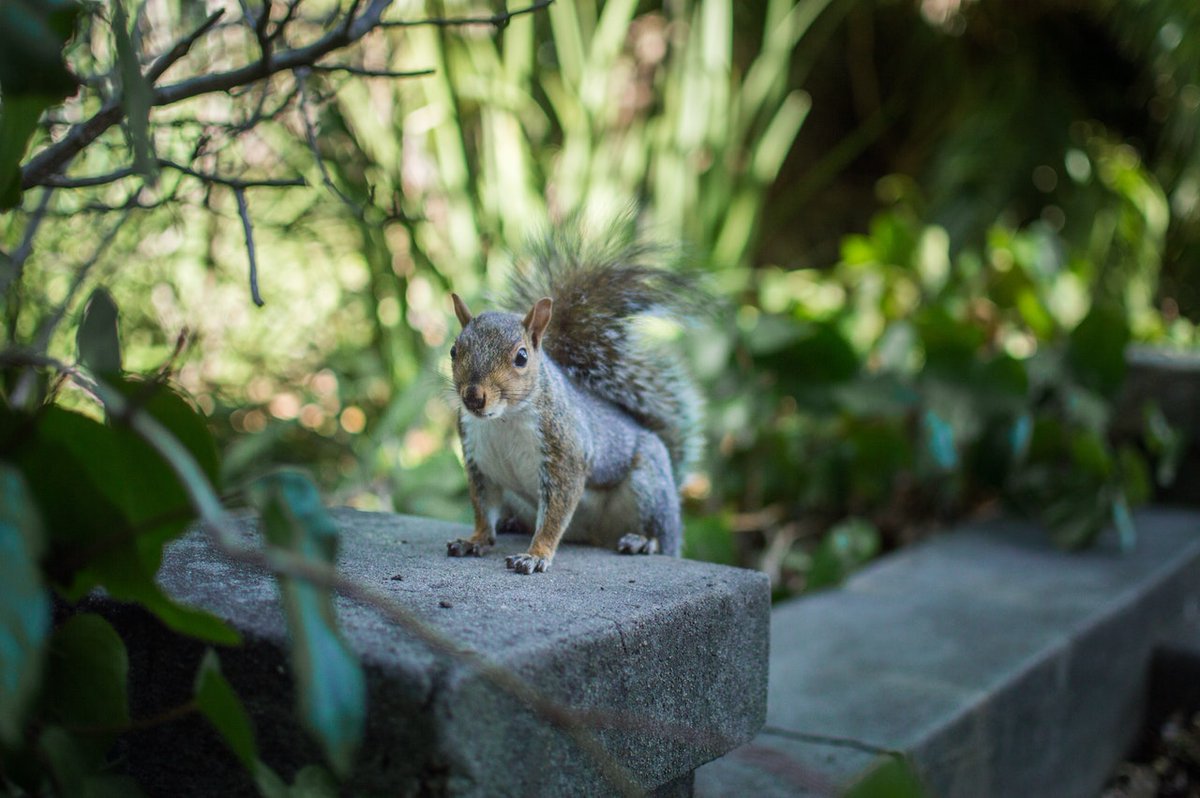 aTrapPro1's tweet photo. "We had squirrels &amp; could hear them in our attic. I  contacted Trappro. We got an assessment &amp; proceeded to get the squirrels evicted and relocated. Then repairs and extra steps were taken to prevent further intrusions, all at very reasonable rates." #squirrels #wildliferemoval https://t.co/p9UEfLpw3B
