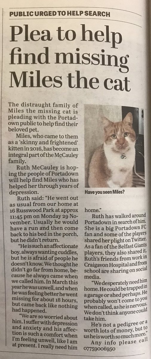 RGE_McC's tweet photo. #FindMiles He could be hiding close to home...please everyone around the #GilfordRoad area of #Portadown keep an eye out when walking, check security cameras, and check your property regularly, especially sheds and garages.  I need my boy back! 😢💔 #FindMiles https://t.co/VR7a0rDUrZ