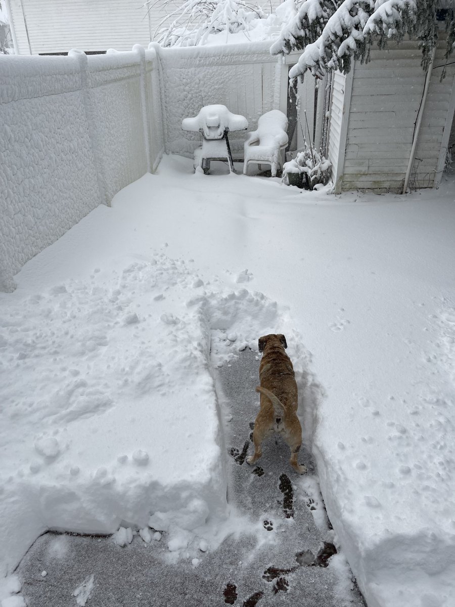 Guthriepuggle's tweet photo. Dad shoveled out a spot for me to wizzzzzzz https://t.co/ZFvA2Qeyeu