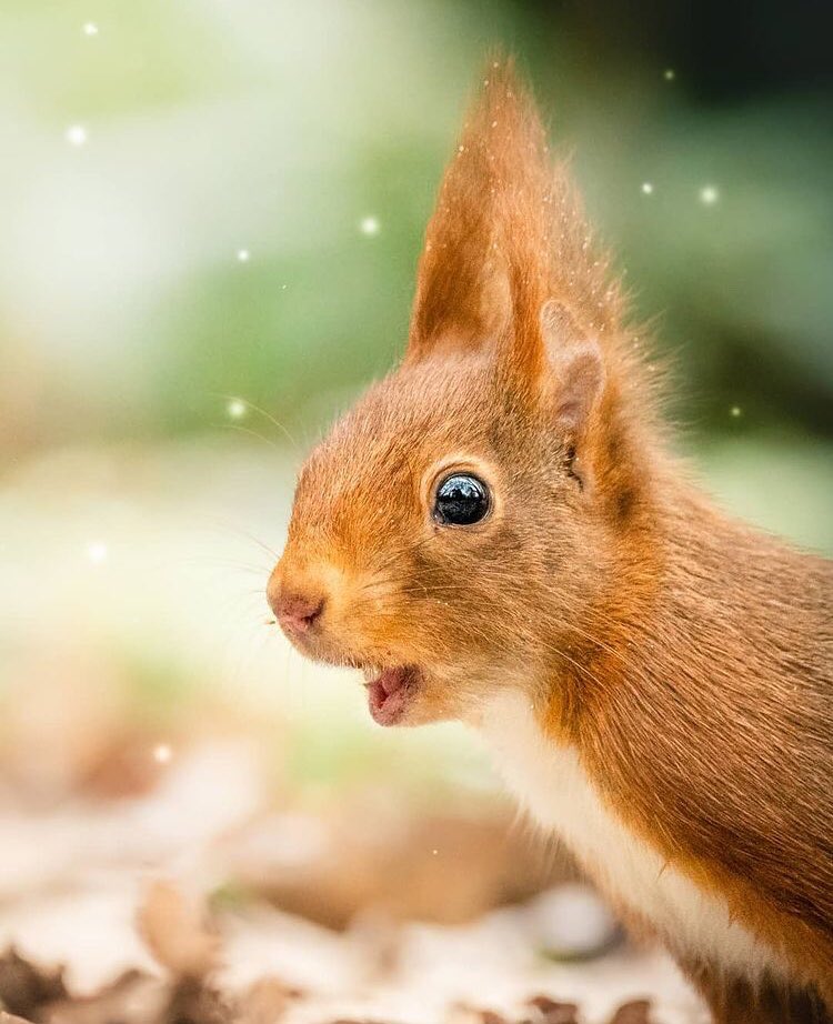 STEMSquirrels's tweet photo. Happy #MagicalMonday ! Our #SquirrelNet #NewYears resolution is to look at more adorable and amazing pictures of #squirrels ! Check out @gamanderlopez on Instagram and TikTok, and visit his online gift shop to see videos and merch of his #wildlife #photography! https://t.co/WYxClZ1lNW