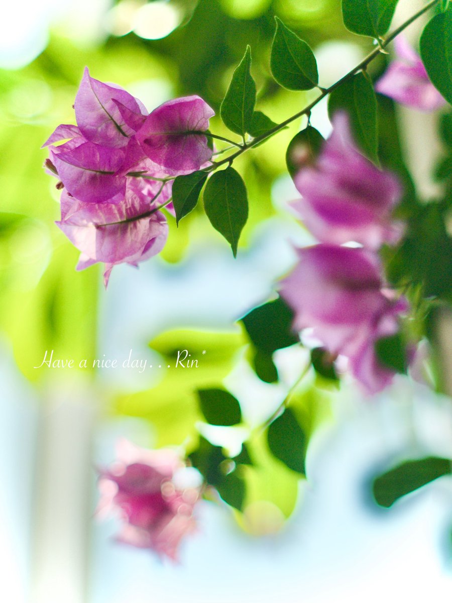 おはようございます.*・ﾟ💗❁⃘.*