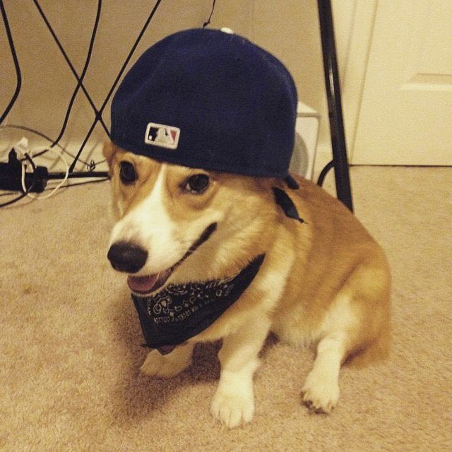 BaldieCryptic's tweet image. Get rich or die trying! Buy #CorgiCoin so you don’t have to die! #ALTSEASON #memecoin @CorgiCoinBSC