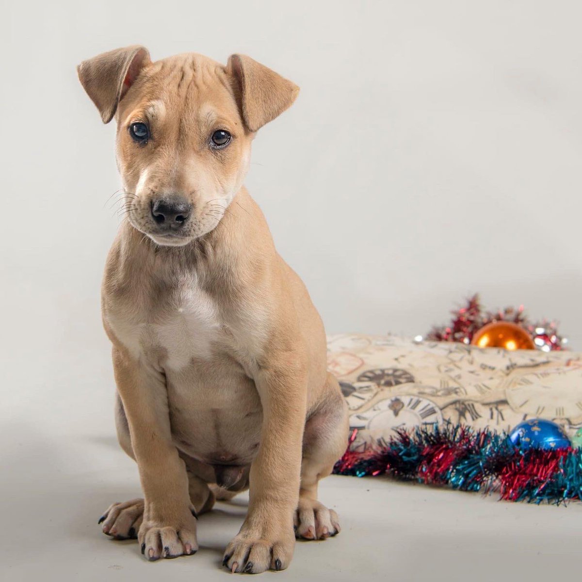 vidaconperros's tweet photo. TROY esta casi en los tres meses, sera de tamaño mediano.
Raza: PASF (Perros abandonado sin familia)
Si deseas adotptarle escribenos a vidaconperros@hotmail.com https://t.co/uauOUY80Tn