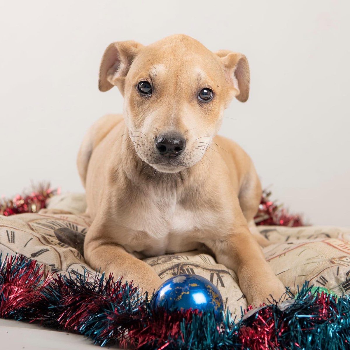 vidaconperros's tweet photo. TROY esta casi en los tres meses, sera de tamaño mediano.
Raza: PASF (Perros abandonado sin familia)
Si deseas adotptarle escribenos a vidaconperros@hotmail.com https://t.co/uauOUY80Tn