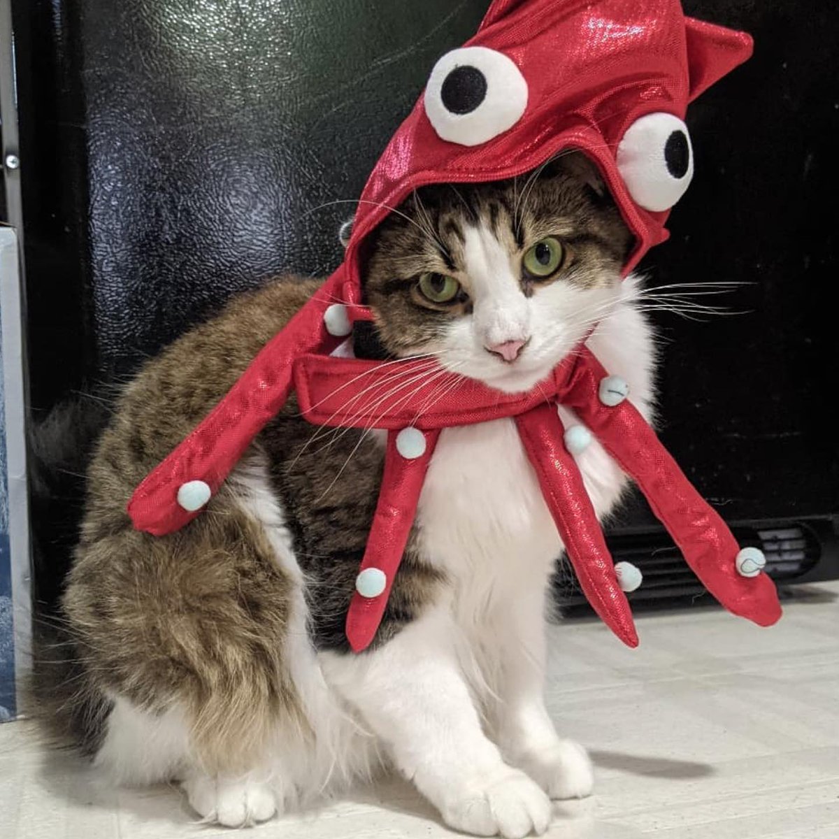 This would be the perfect character: 🐙🐱 hybrid for our official game @Inkwarsgame, no? #catsoftwitter #gameforgood #givein2022