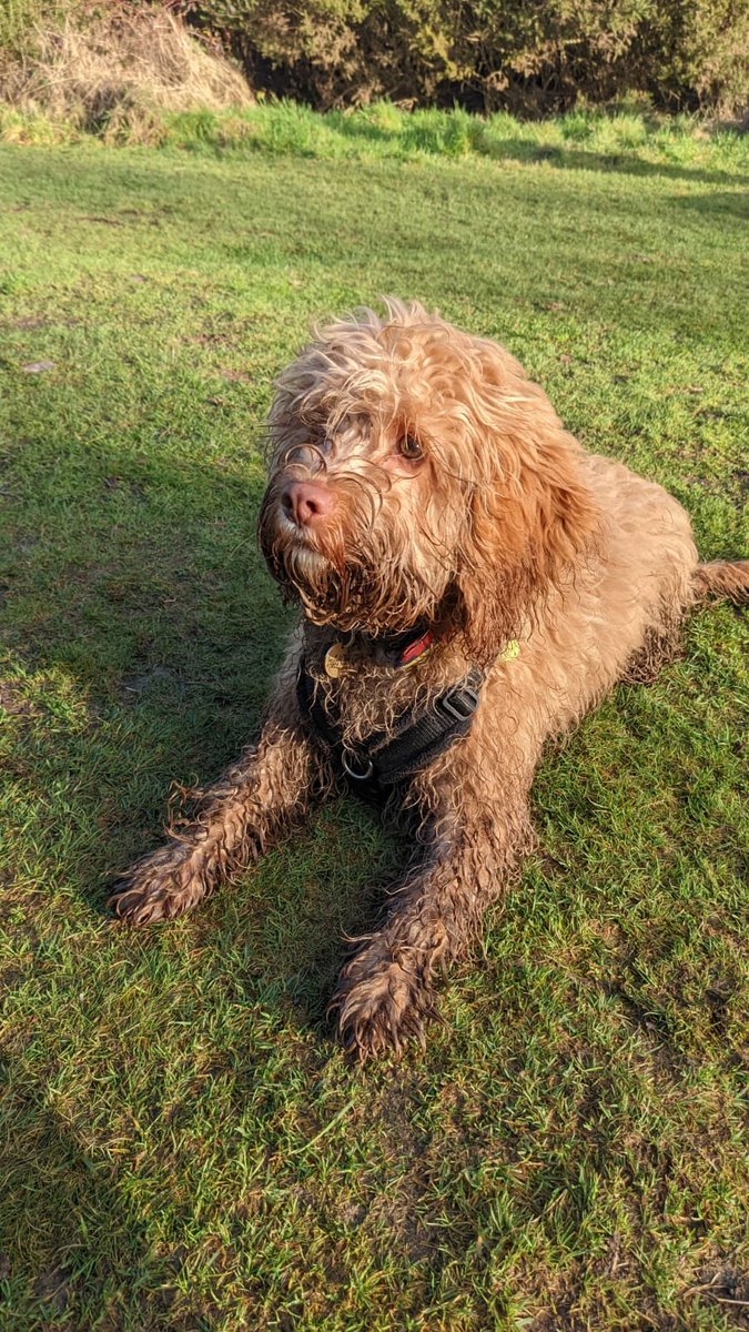 kimba1801's tweet photo. One mucky pup #maxthecockapoo #cockapoo #puppies https://t.co/Ixlu1QoaT0