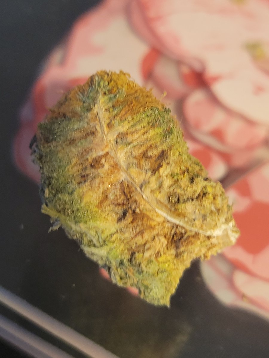 BroodXGenetics's tweet photo. Oscar finally got smoked up. Check out the weird cross-section. https://t.co/t3R5rwH7b1