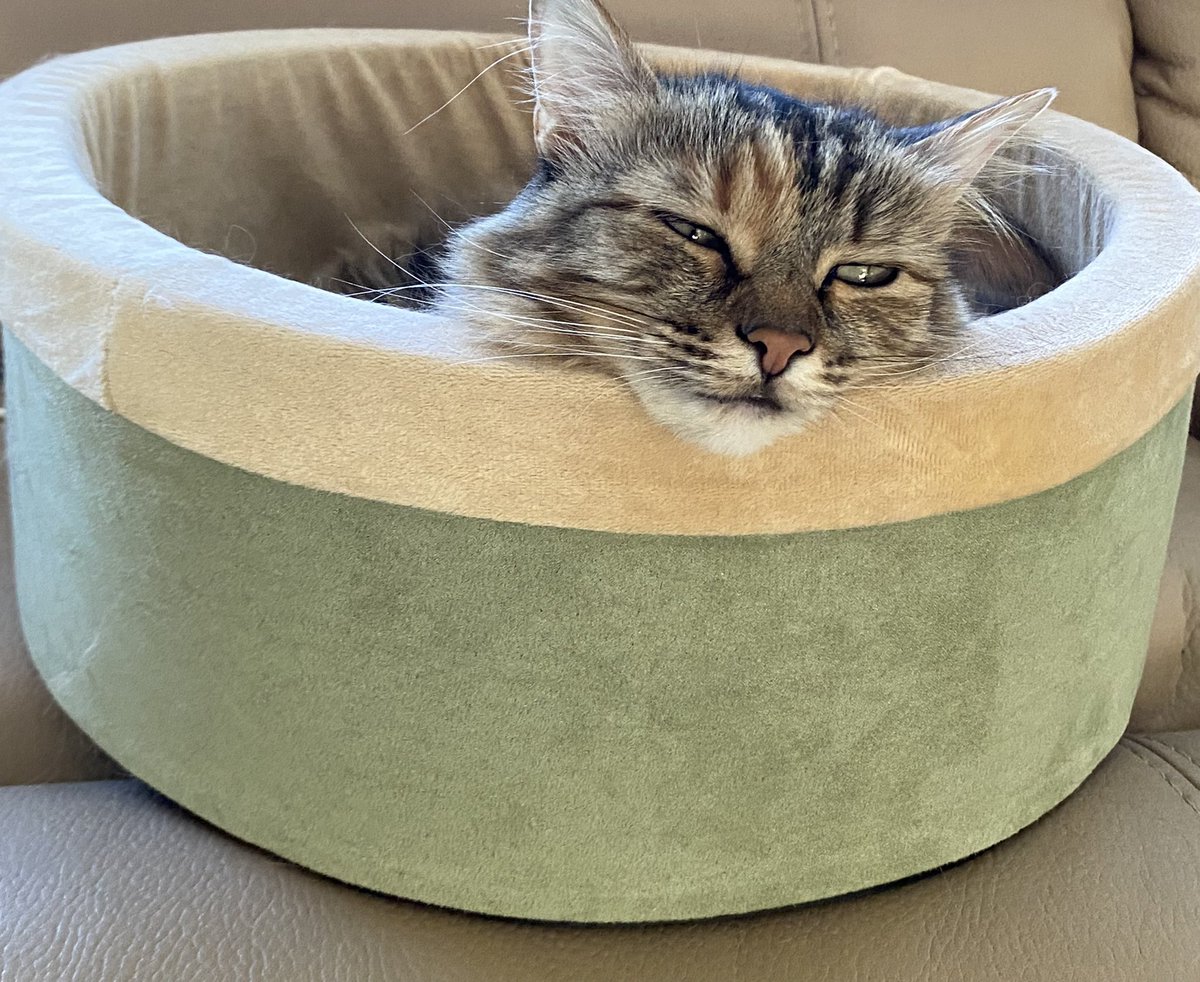 TheTiffanyCraig's tweet photo. My cat in the heated bed is a mood  #khouweather #khou11 https://t.co/ytOBrRASbU