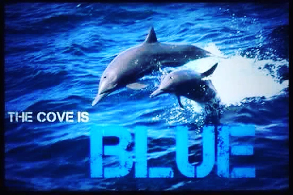 Good morning everyone ☺️
The hunters did not gather at the harbor.
Blue Cove today💙🐬🐳💙😊👍

和歌山県太地町イルカ追い込み猟
＃太地 ＃イルカ猟　＃イルカ追い込み猟　＃くじらの博物館　＃和歌山県　＃ホエールウォッチング　＃太地水産共同組合 ＃太地いさな組合　＃イルカトレーナーに