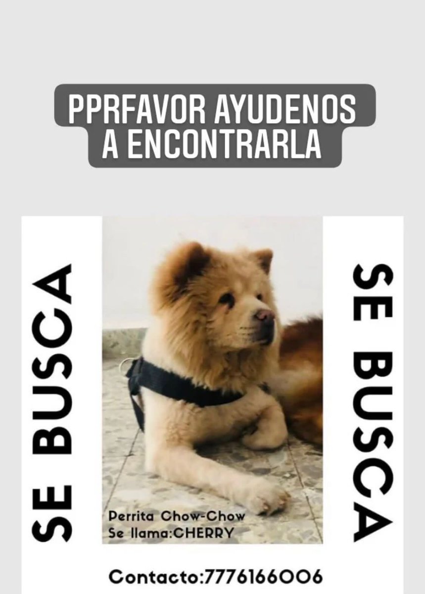 IrradiaMorelos's tweet photo. DENUNCIAN A “WAPETS” POR SUPUESTO ESCAPE DE PERROS
La pensión canina #Wapets de Cuernavaca informó que varias mascotas entregadas en pensión se les “escaparon”. 
Una de los ejemplares es un ChowChow valuado en 15 mil pesos.
La responsable es María Guadalupe Pacheco Adán. https://t.co/CizOFK3B2a