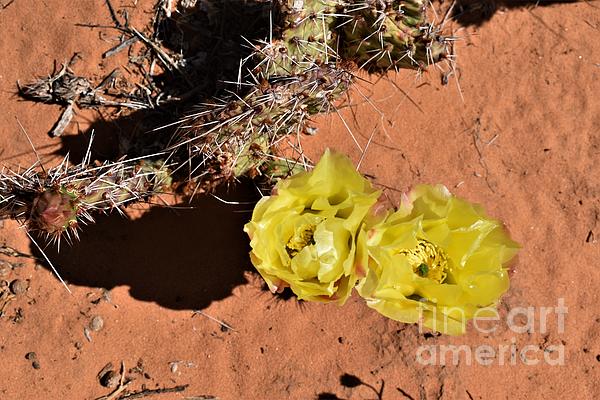 sfeaccount's tweet photo. New artwork for sale! - "Prickly Pear Cactus" - https://t.co/ZIqw9et7uC @fineartamerica https://t.co/tbwcCKVOfY