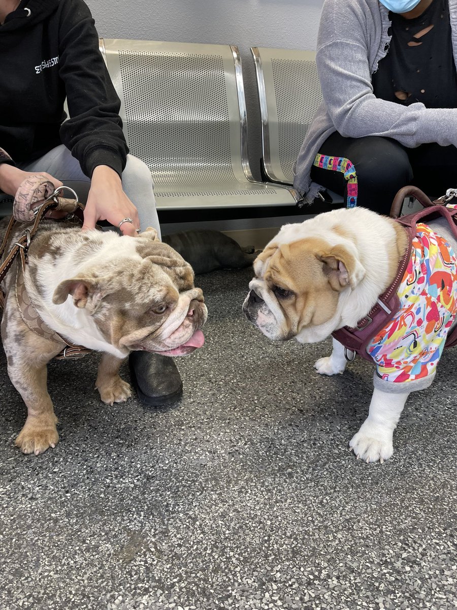 Djbrownsr3's tweet photo. My Baby Girl E’Den Jai had a date today.. 🐶❤️ Handsome stud on the left Papi Chulo. #englishbulldog #fawnbulldog #merlebulldog #bulldogstud
IG @riversides_bullies https://t.co/sM3LykJ9R6