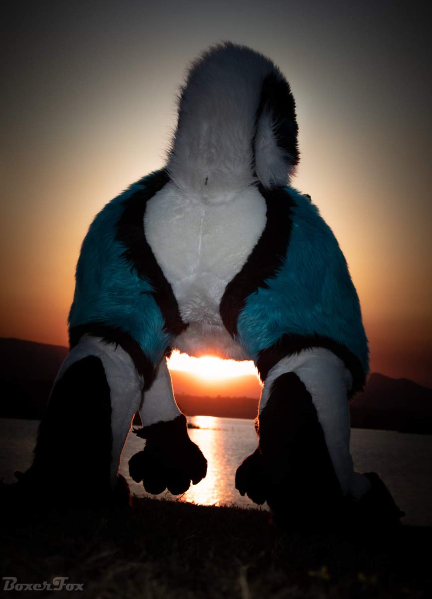 BluTooth_Husky's tweet photo. Slap my ass plz
🪡 @TMCfursuits
📷 @Boxer_Fox https://t.co/fYlWykf32V