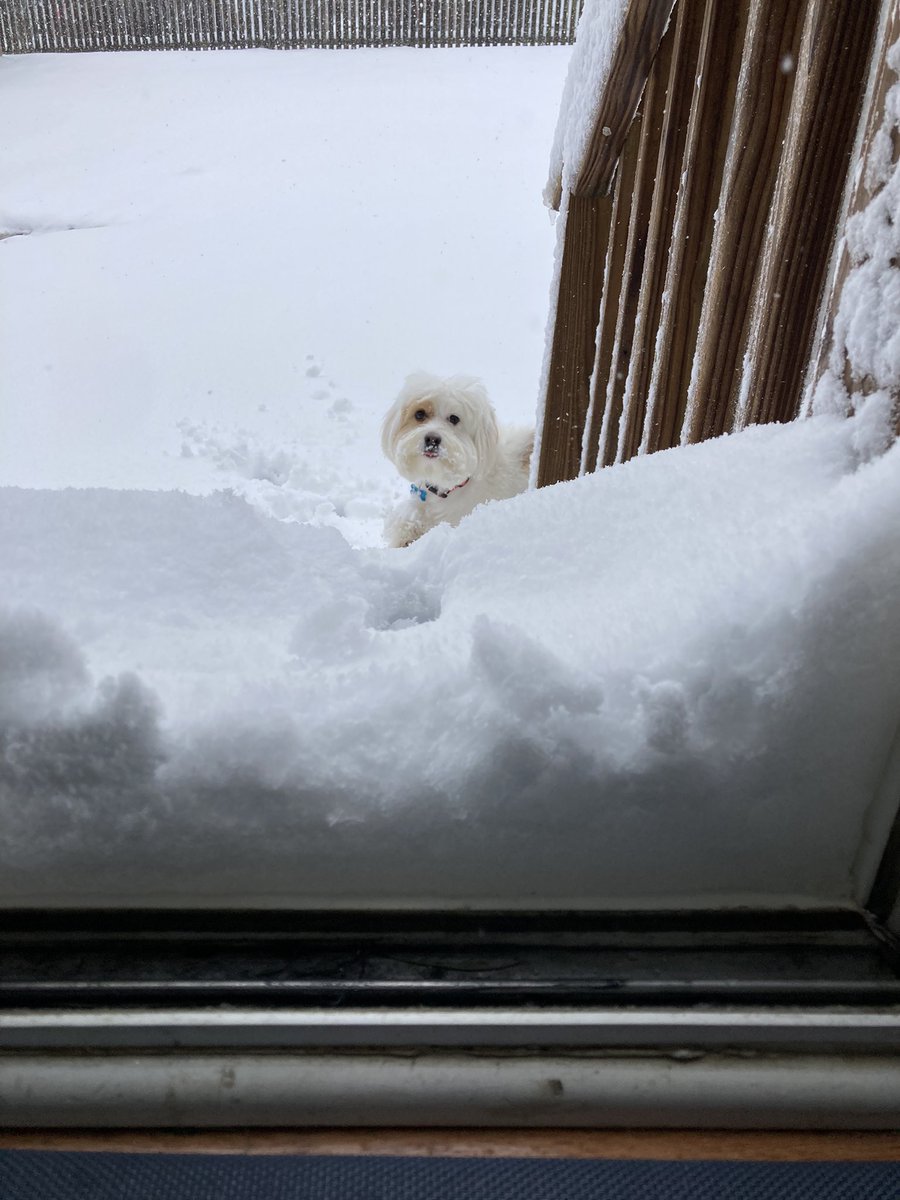LindsayMottley's tweet photo. @OldHundredES Tucker is enjoying his snow day! #hawksnowday https://t.co/via3xrDeml