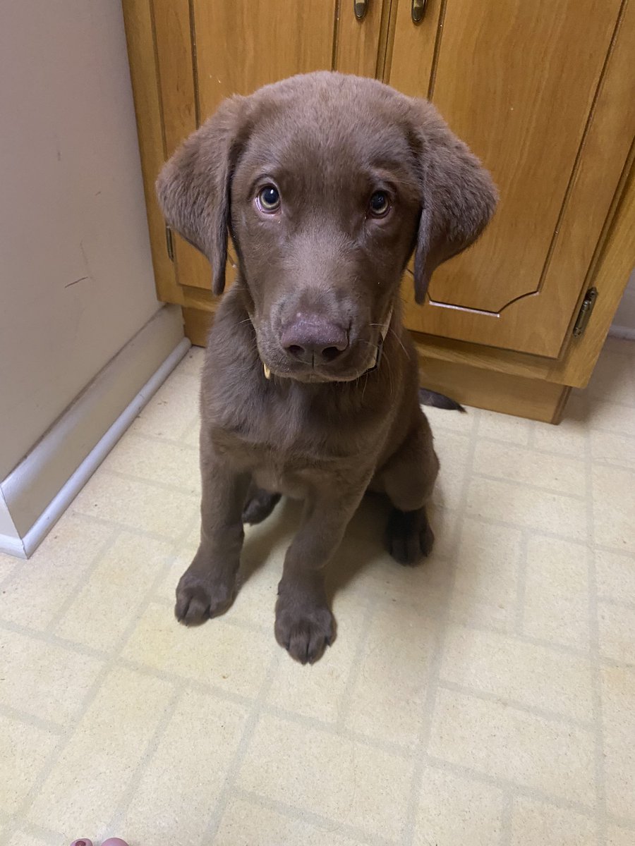 hillash15's tweet photo. Like my life isn’t crazy enough between raising 2 toddlers, work, and settling into our new home. We decided to add a new member to our family. Meet Duke Shultz ♥️ https://t.co/46QphN2g44