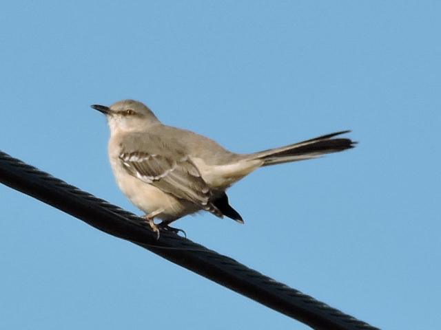 モッキンバード Twitter Search Twitter