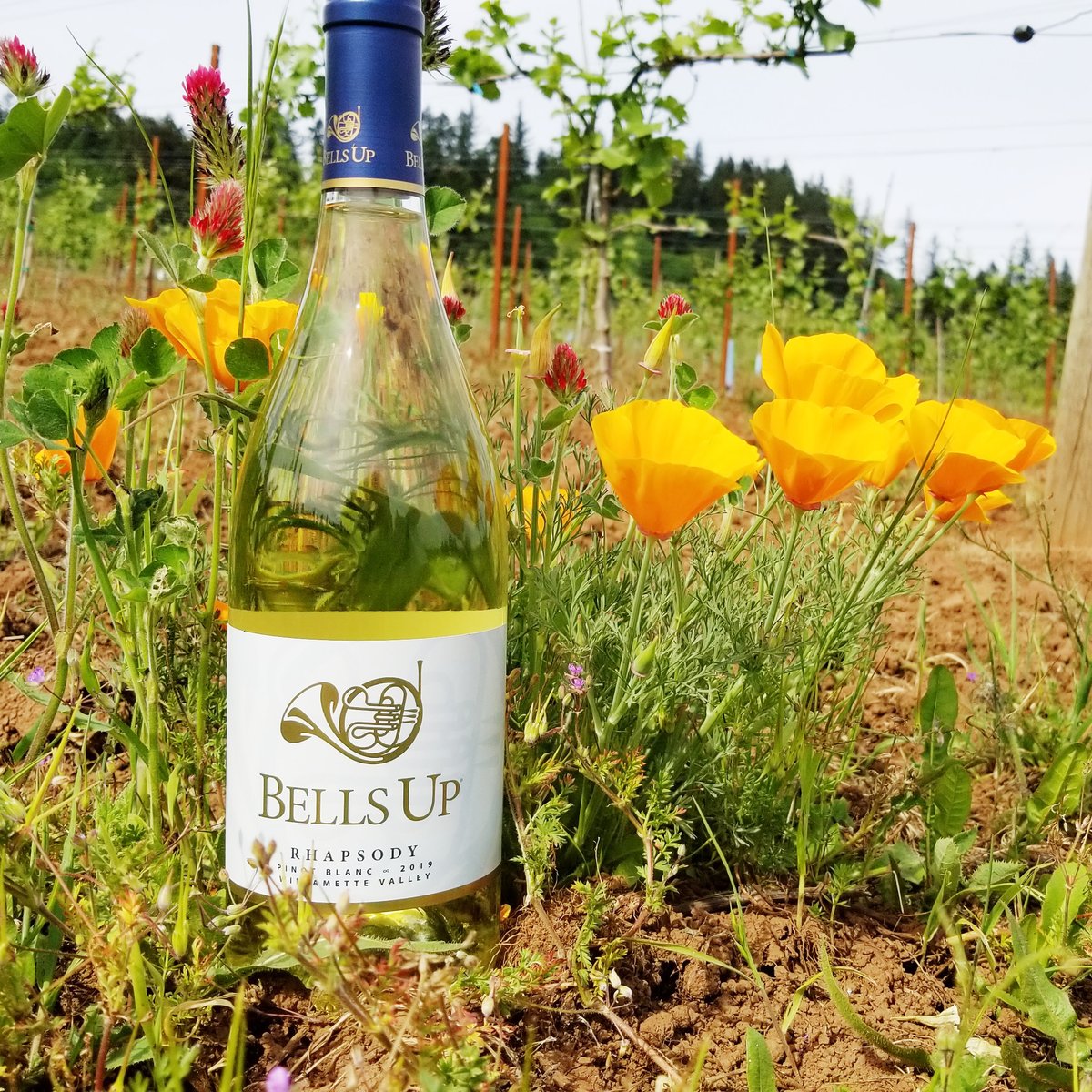 BellsUpWinery's tweet photo. "For those who enjoy full-bodied wine with lots of minerality, Rhapsody Pinot Blanc is for you. The 1st sip is so flavorful it will leave you speechless…then you quickly realize how phenomenal a well-made white wine can be."-Caitlin Hodges, Sips N Tips https://t.co/D27eYd5eps https://t.co/NCe9AsMIuN