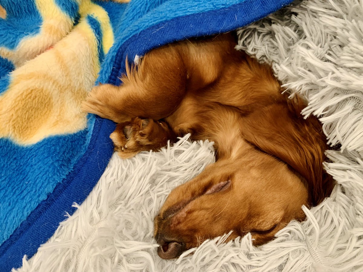 ダックスのもも🐶 (@MoMo_no_oya) / Posts / X