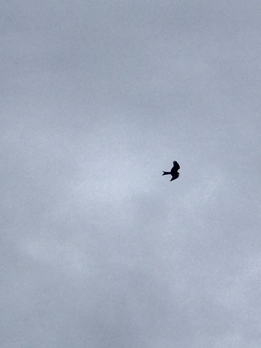 Hensdrinker's tweet photo. @PembsBirds saw this Juv Black kite? today off the Dill Road on Sixth Lane at about the 50m mark. https://t.co/3HAuMKG2NH