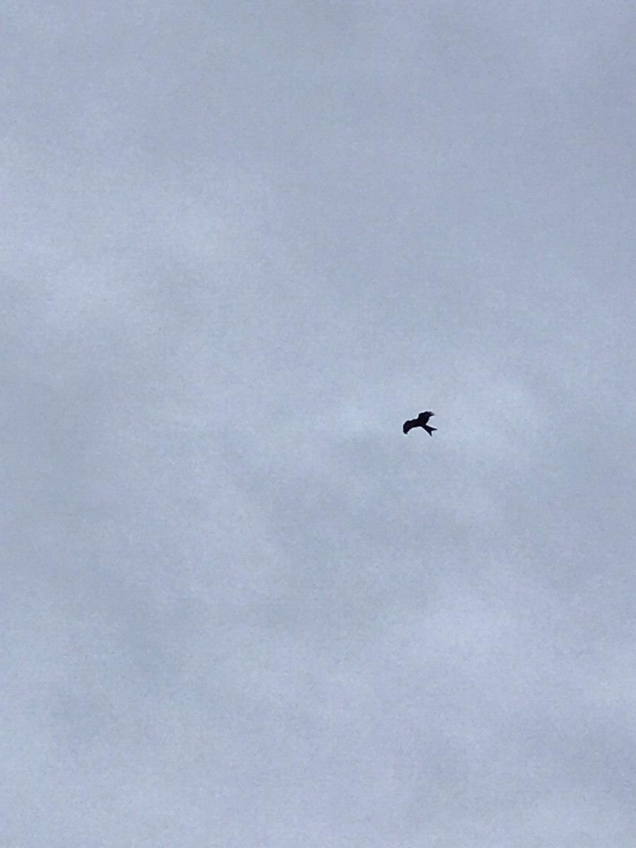 Hensdrinker's tweet photo. @PembsBirds saw this Juv Black kite? today off the Dill Road on Sixth Lane at about the 50m mark. https://t.co/3HAuMKG2NH