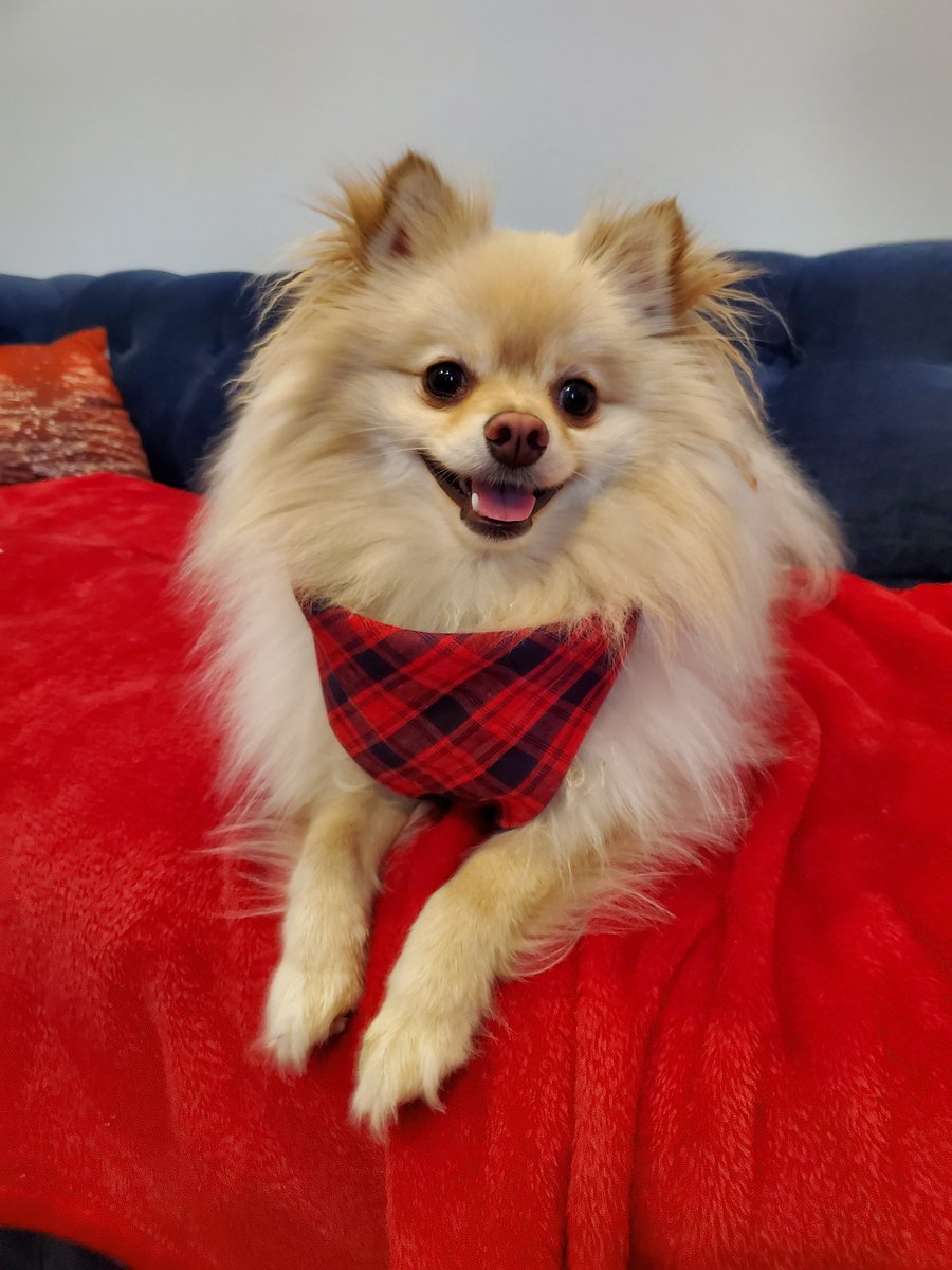 David Strunk tweet media