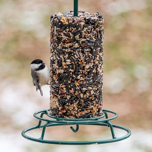 Pasquesis's tweet photo. Give birds something to tweet about! Mr. Bird's suet cylinders or blocks this winter? https://t.co/CETVL1Zn88 #birdwatching #seed #bird #MrBird https://t.co/Z6dbxYmrf3