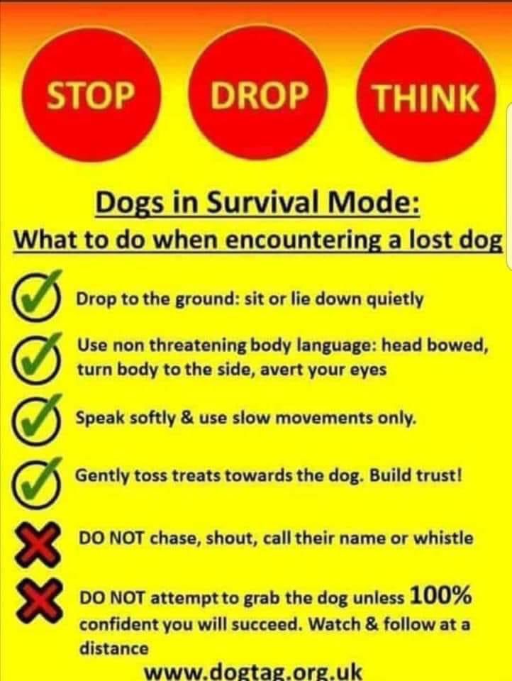 AmyHwang03's tweet image. If you find a lost wandering pet - please be calm, have treats on hand, and get down to their level! 💙 #marshallfire #colorado