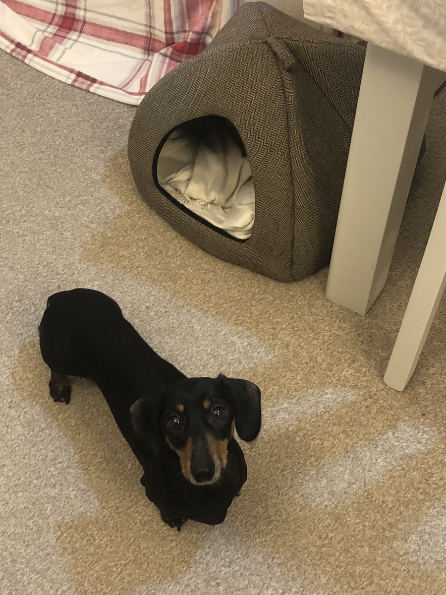 Alfie: Sausage Blog tweet media