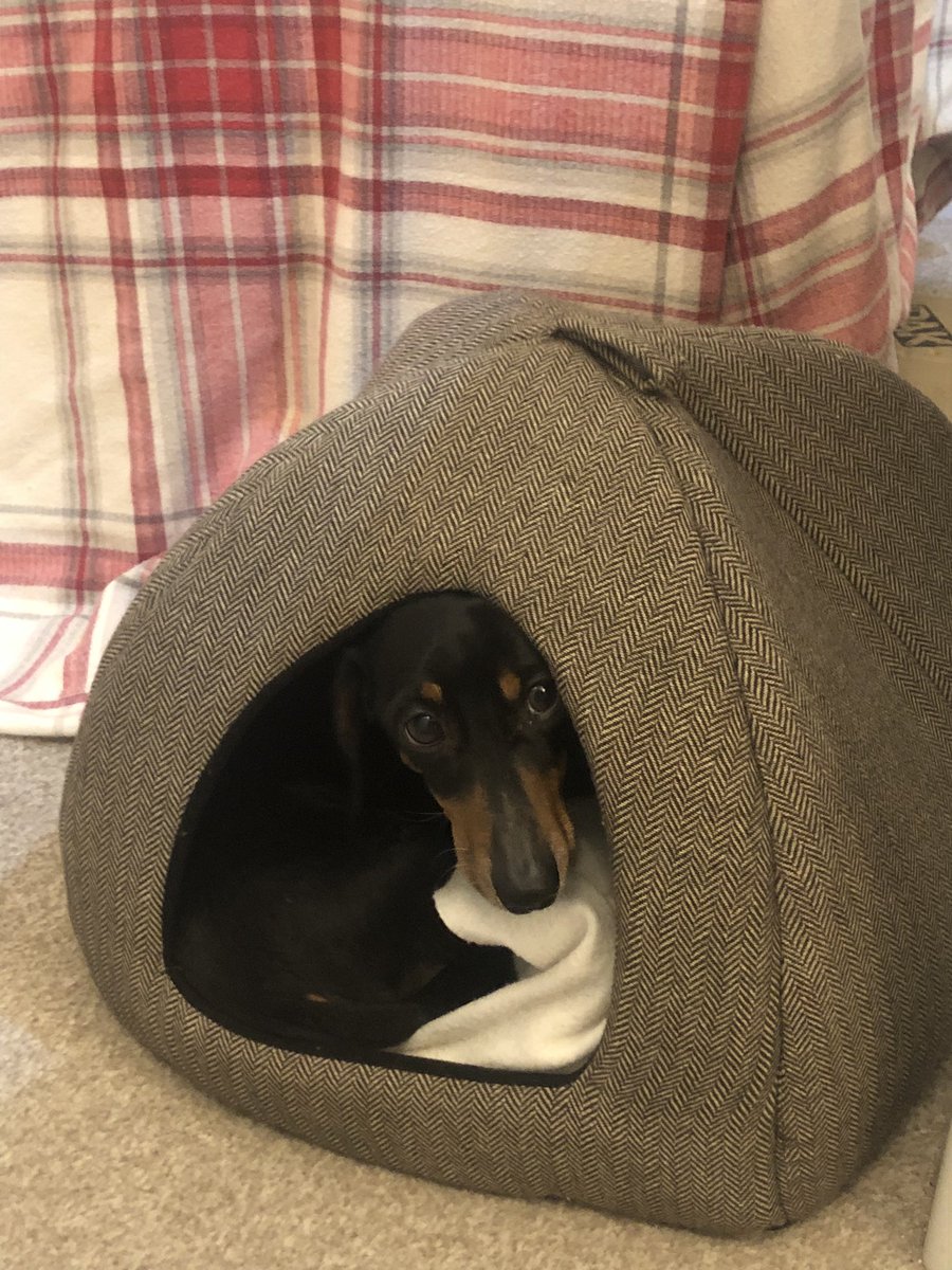 Alfie: Sausage Blog tweet media