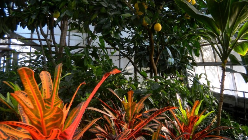 friendsTBcon's tweet photo. Take a stroll through #ThunderBay's Centennial Botanical Conservatory and forget the ice and snow outside.
Sat & Sun 12-8pm
Mon & Tue 10am-4pm
Wed to Fri 10am-8pm
Masks mandatory.
Donations welcomed at the door.
#tbay #tropical #staycation #tbaycation https://t.co/aiHbbRIbfF