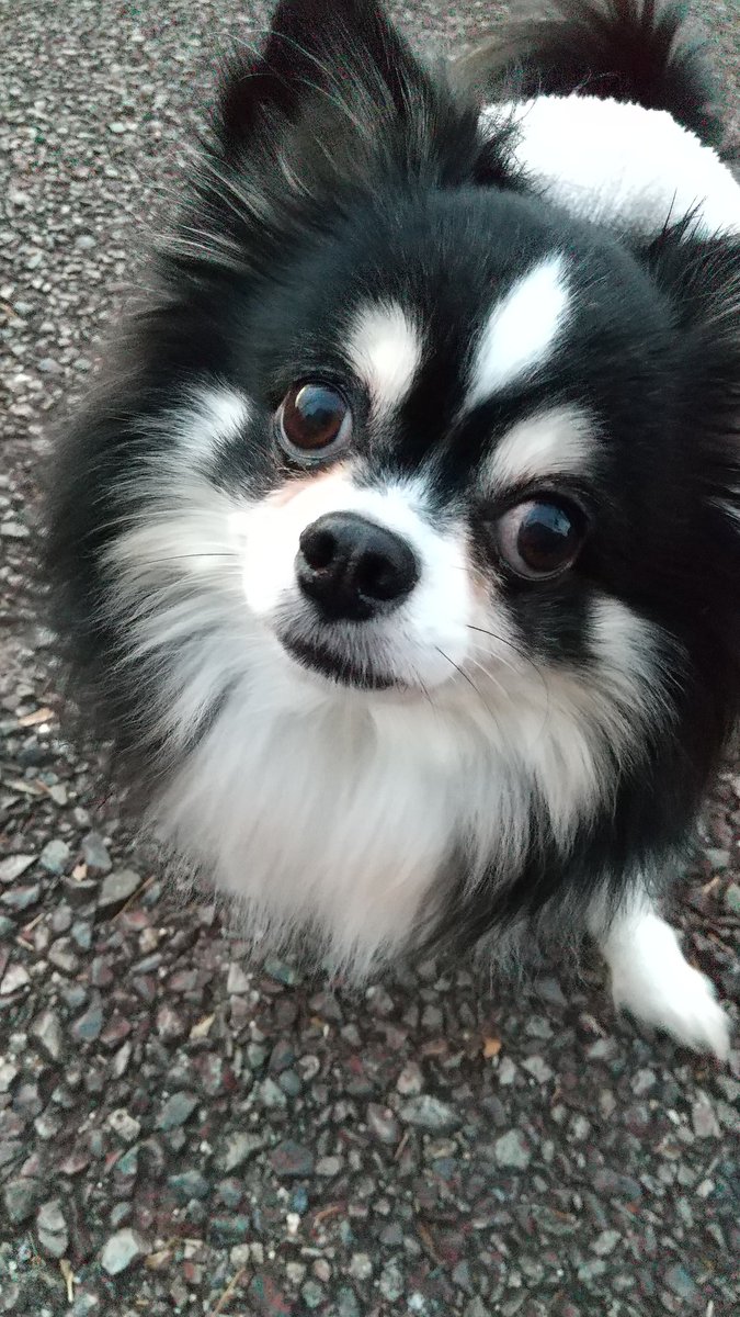 チワワの小鉄くん tweet media