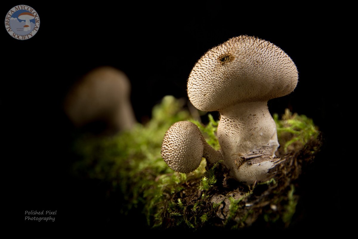 It’s #MushroomMonday everybody 🍄 Photo by Rick Watts
#mushrooms #MushroomsOfAB #fungilove