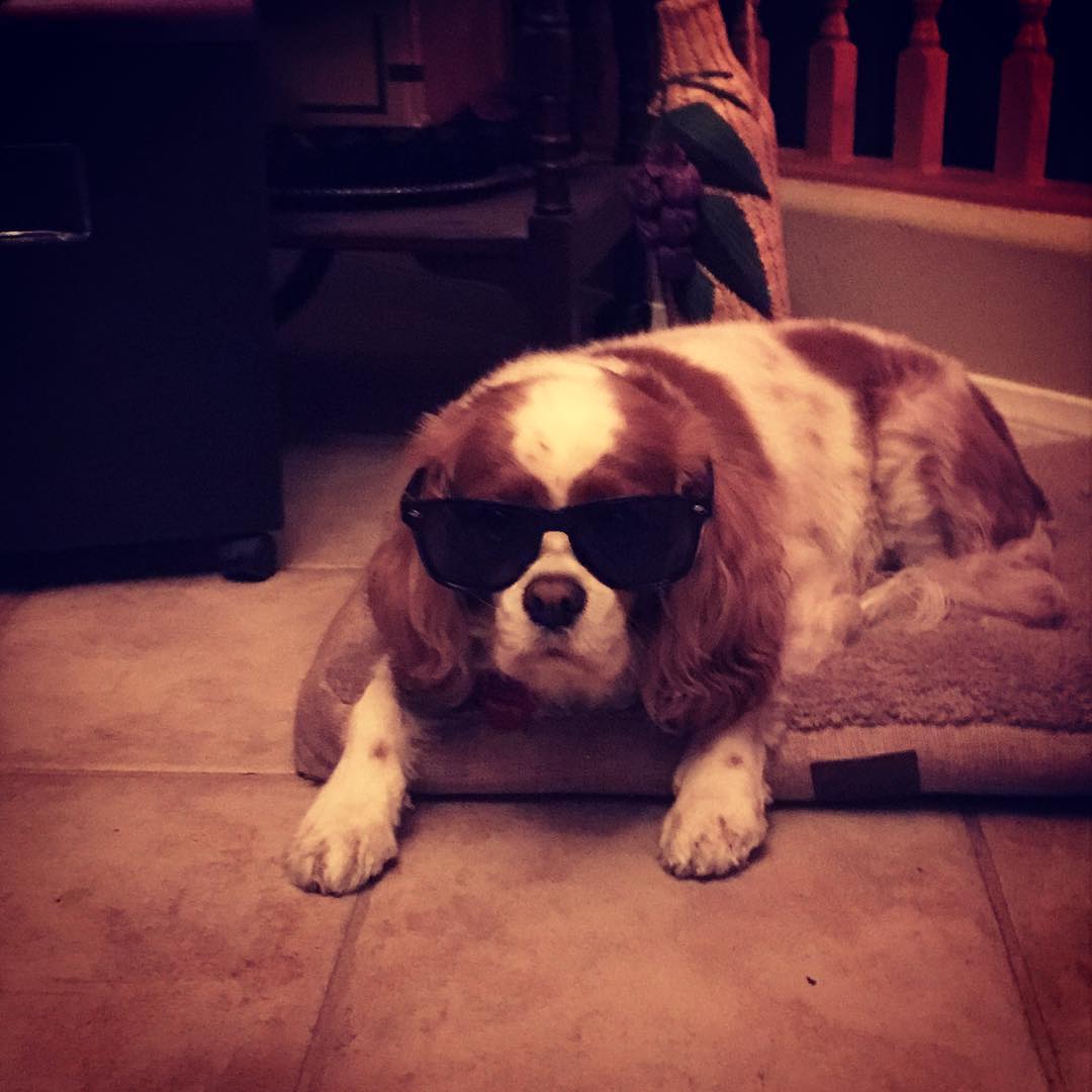 rrremmyyy's tweet photo. She lived for an amazing 12.5 years (this breed's max is typically 13) and she was a trooper &amp; fighter 'til the very end. I'll miss you forever and ever. 💗🐶 https://t.co/PCHaDhmtU4