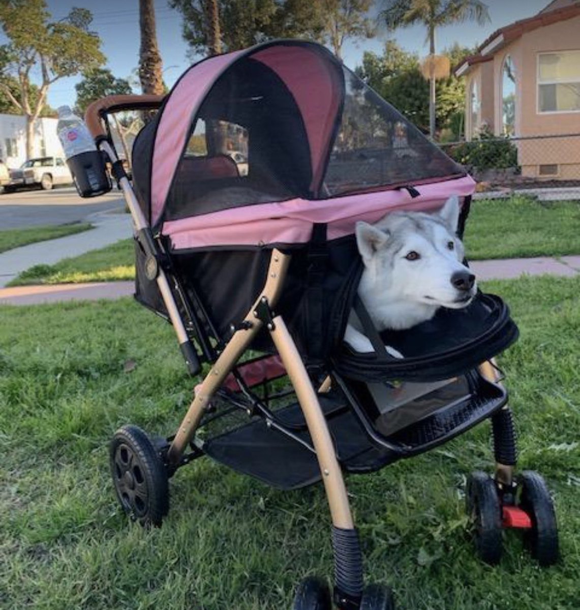 oatmewk's tweet photo. 1 like and I buy a stroller for Chad for this summer when it’s too hot for him to be outside https://t.co/VsWNCsRG7y