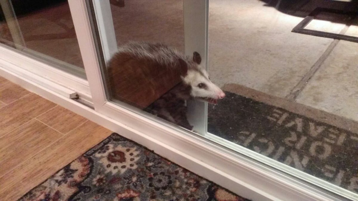 Possumeveryhour.io (@possumeveryhour) on Twitter photo 