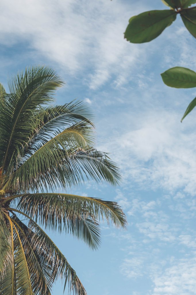 sheridonck's tweet photo. Evening with just you and nature 

#freewallpaper #jamaica https://t.co/9tChTwx26H
