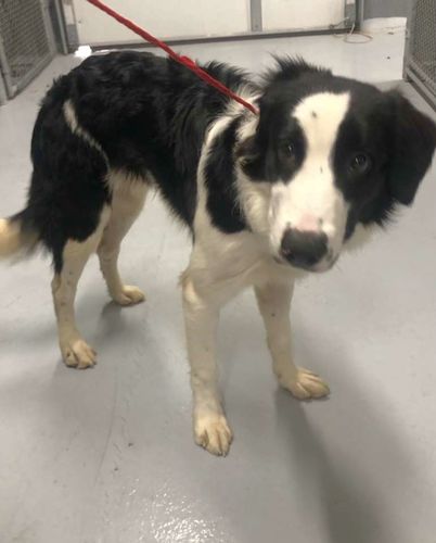 do border collies get haircuts