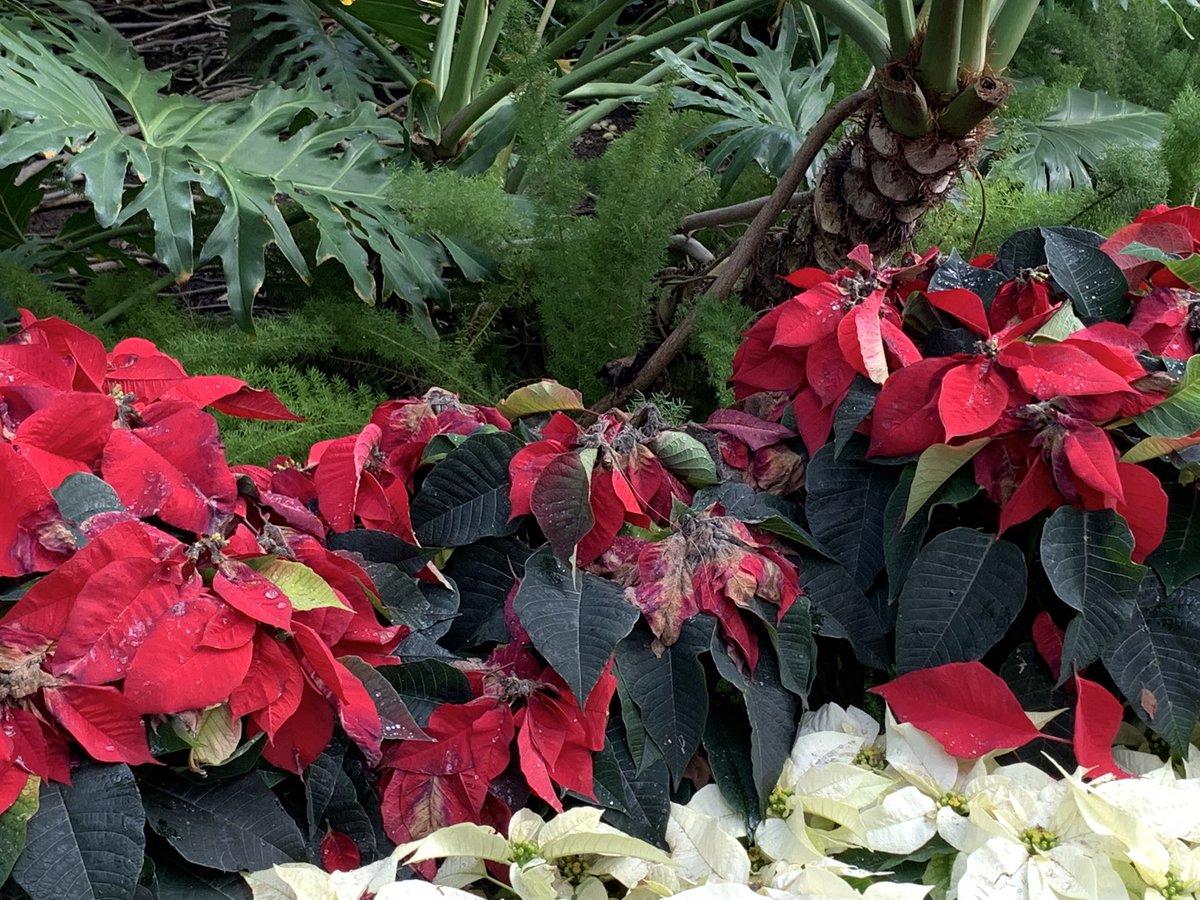 At a botanical garden these poor poinsettia were not having a great day at the hands (hyphae?) of Botrytis.